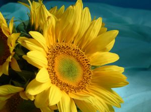 Sunflowers say hope now